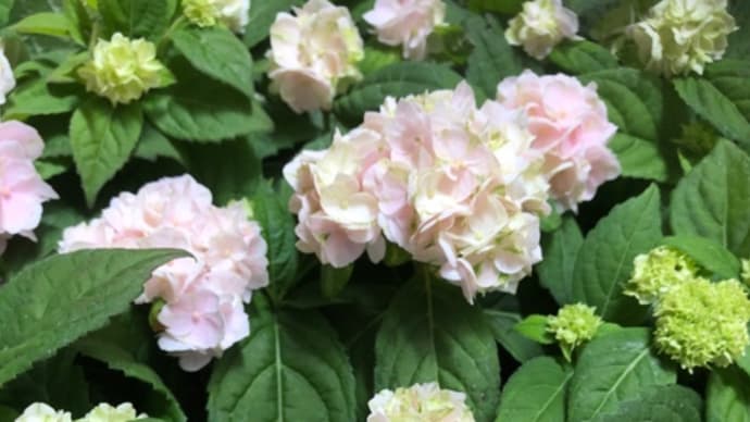 紫陽花 山アジサイ、伊予シシてまり