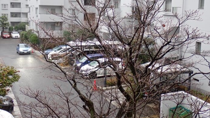 積もらなかった雪