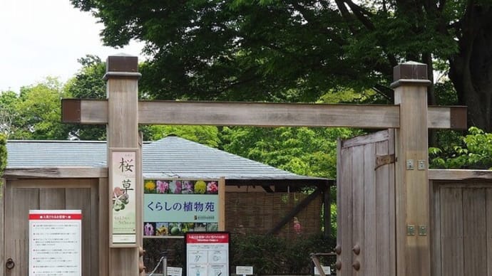 にしさんの花日記 さくらそう