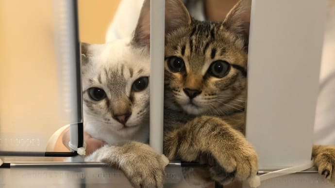 猫の脱走防止策