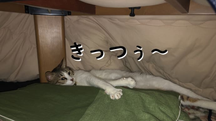 こたつん中