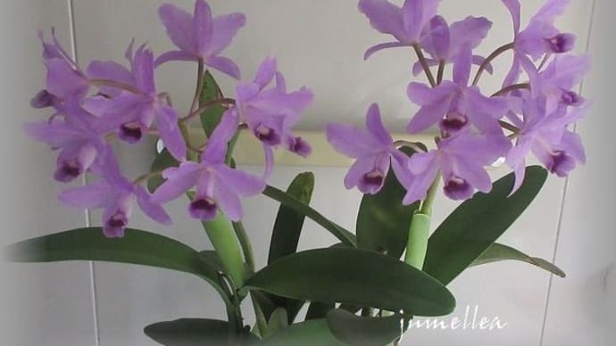 好きですブルーカトレア Gur(C). bowringiana coerulea