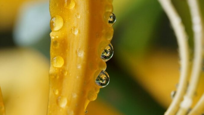 ●我が家の9月の花(2) 黄色いヒガンバナ(リコリス)が開花 雨のしずくに映り込み