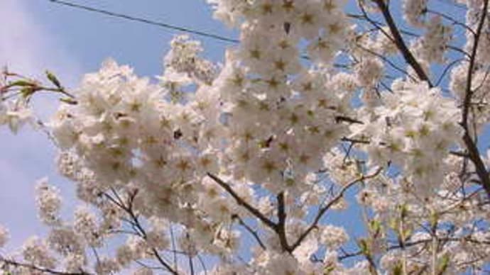 釜石市唐丹町の桜「ソメイヨシノ（染井吉野）」
