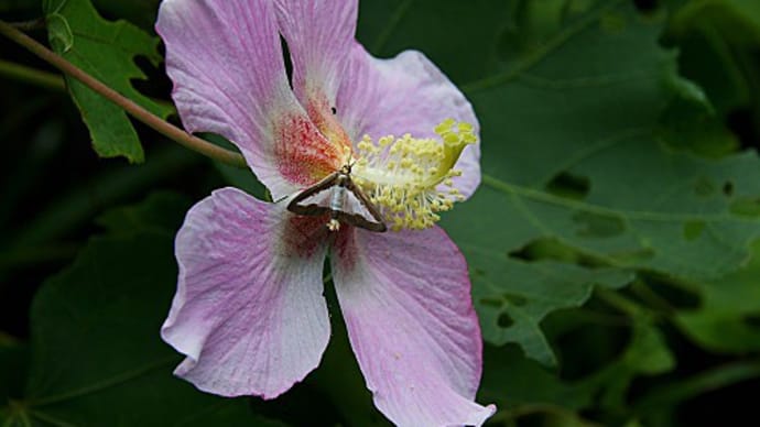 サキシマフヨウの蜜を吸うワタヘリクロノメイガ