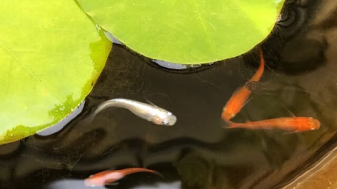 メダカたち