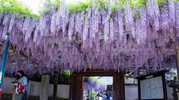 藤の花を見てきました。