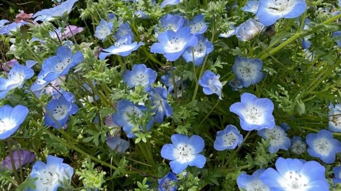 花の森・天神山ガーデンを散策♪