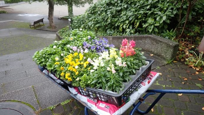園児さんと秋の花苗植付