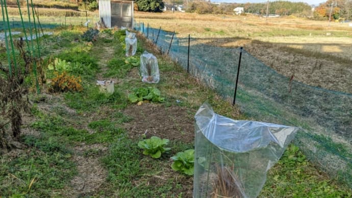 レモングラスの越冬準備