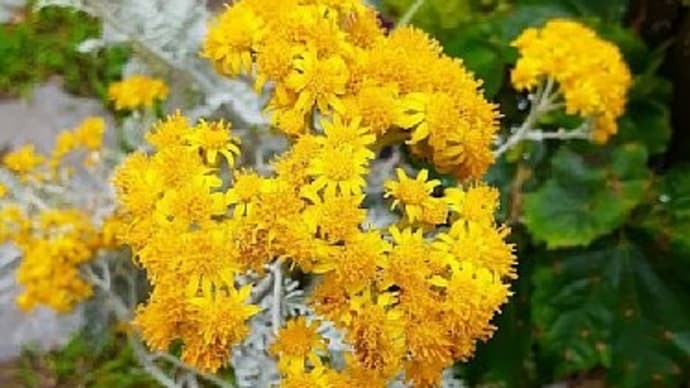 シロタエギクの花が咲きカサブランカに蕾ができたとですぅ～(*´▽｀*)