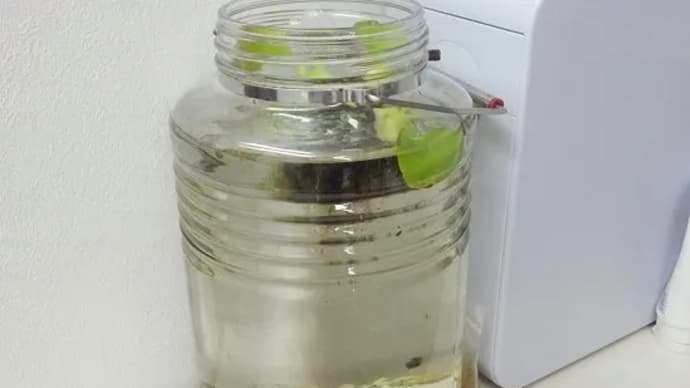 メダカが増えた!