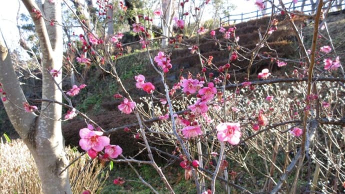 本郷ふじやま公園 梅林