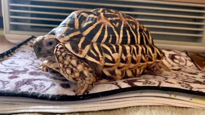 ☆ホシガメ☆ヒーター前で温まる~(*´艸`)