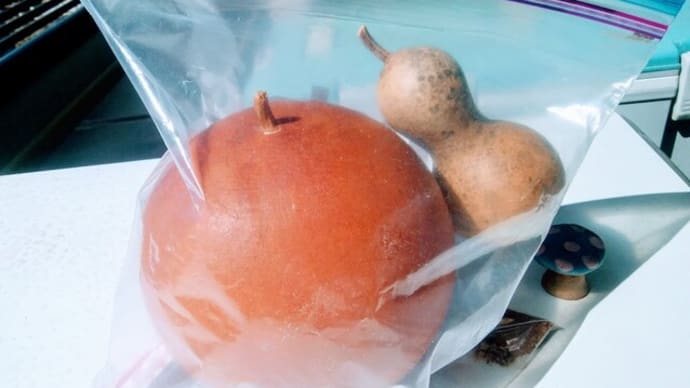 乾燥瓢箪を喰う虫!
