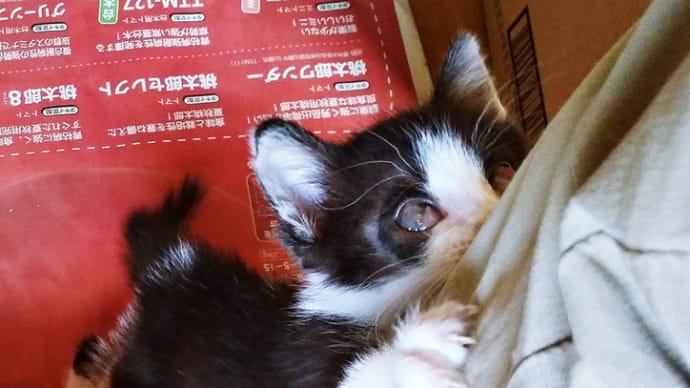 がっしっ