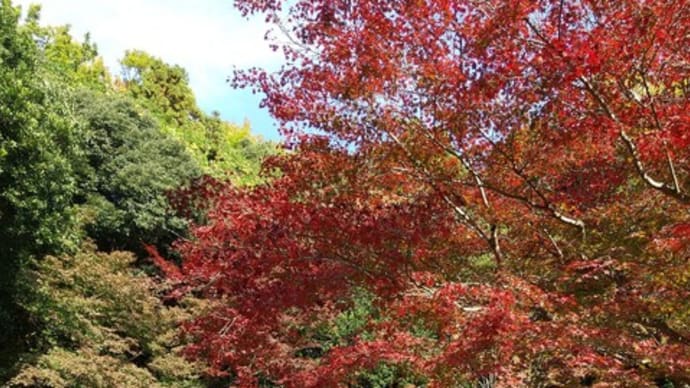万博記念公園の紅葉まつり②