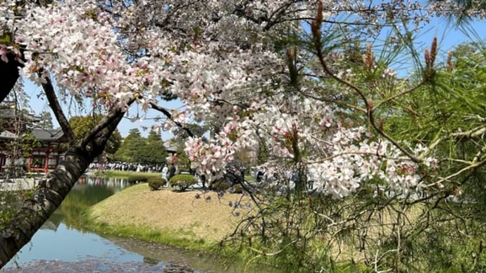関西の桜（2023年春）（9）