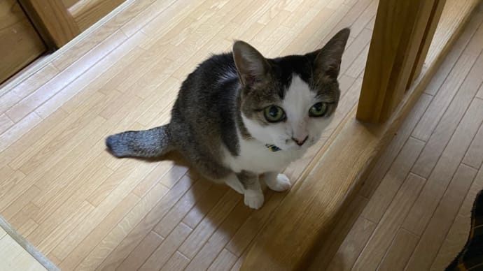 圧迫骨折でした