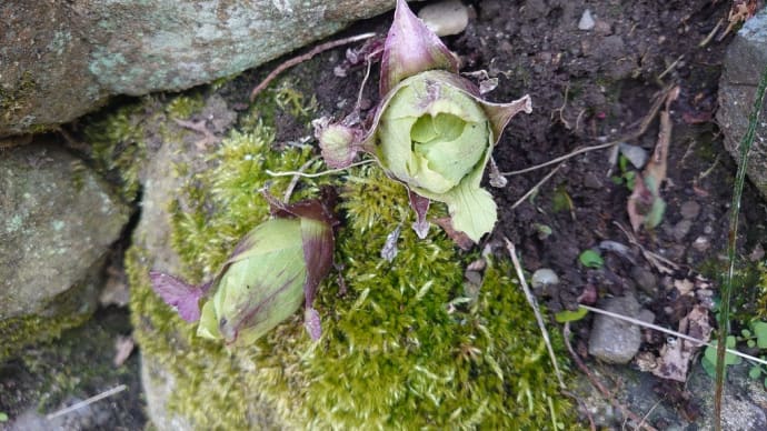 蕗の薹