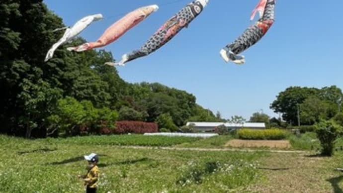 子供の日と母の日と