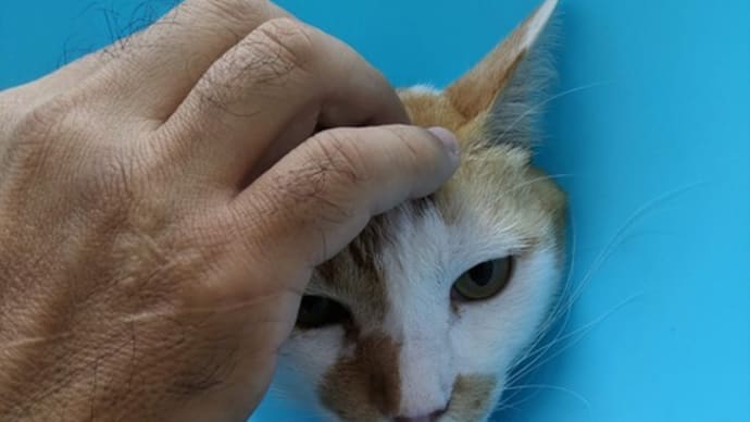 きなこの見舞いへ その2