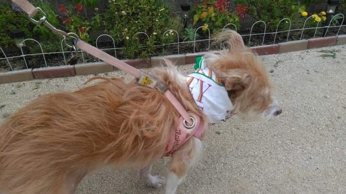 リモート犬すもも　かわいいかな?