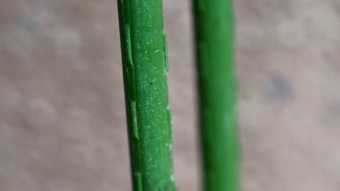 ●緑のイトトンボとチョウ アブラゼミ ホシミスジ