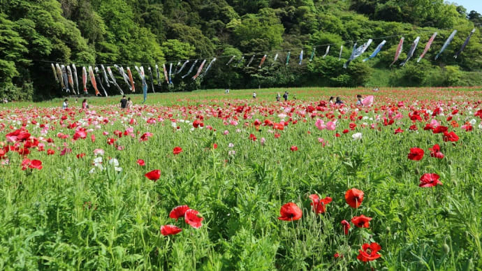 ポピー 神奈川県横須賀市 くりはま花の国(3)アグロステンマ