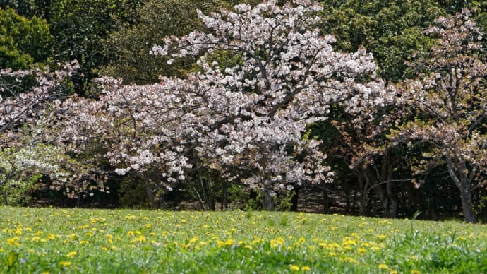 奈良県香芝市真美ケ丘 高塚地区公園の桜