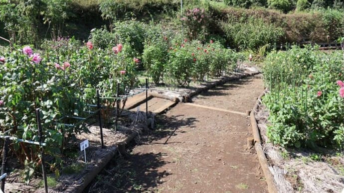 町田ダリア園(噴水周りの花壇)