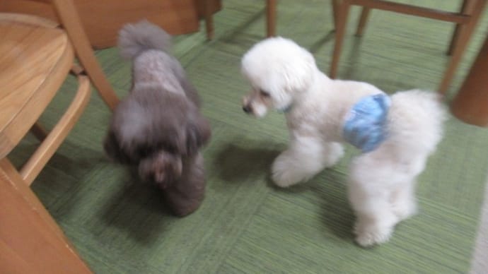 2023/04/06 犬の幼稚園BuddyDog