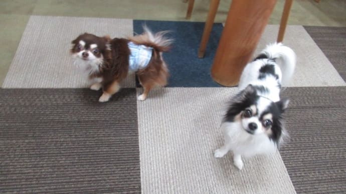 21/05/04 犬の幼稚園BuddyDog