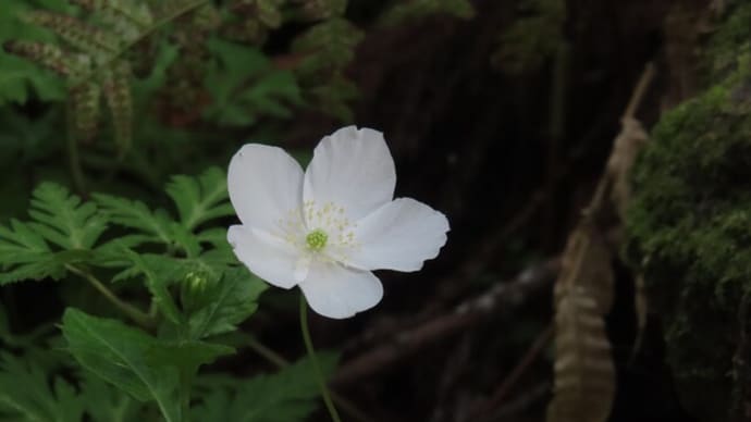 京都府立植物園4月アーカイブ(3)やっぱり生態園の花