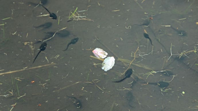 せせらぎ街道明宝 國田家の芝桜 8