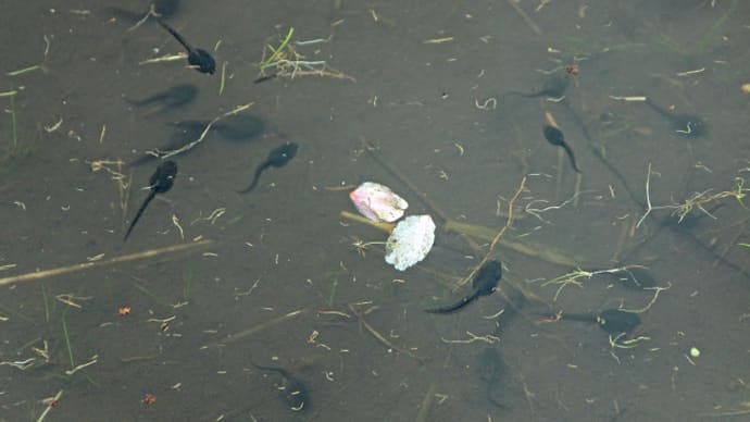 せせらぎ街道明宝　國田家の芝桜　８