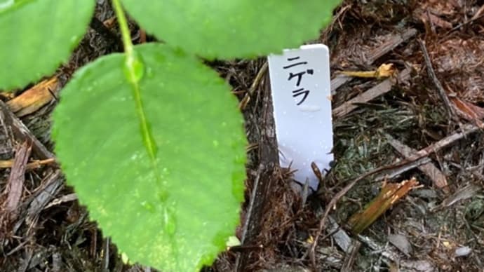 秋の種蒔き始まる 自家採種分 2/