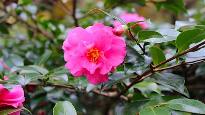 名前に『寒』がつく植物