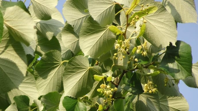 ボダイジュか、シナノキか？‐ 樹に咲く花 45