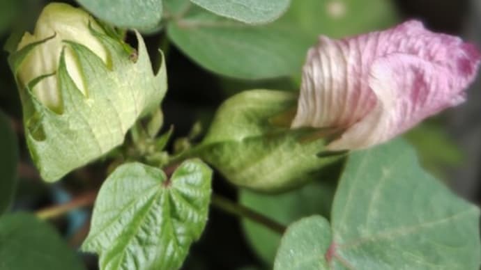 神無月始め。ワタの花咲いて