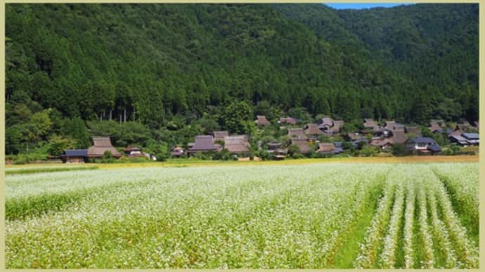 美山・かやぶきの里(そば畑)