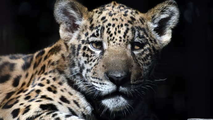 ジャガーの子 かわいいよ