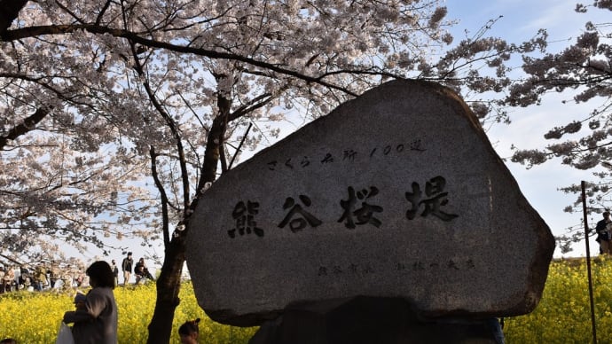 さくら狩り 埼玉県熊谷市 2022年熊谷桜まつり 熊谷桜堤(1)ソメイヨシノ満開