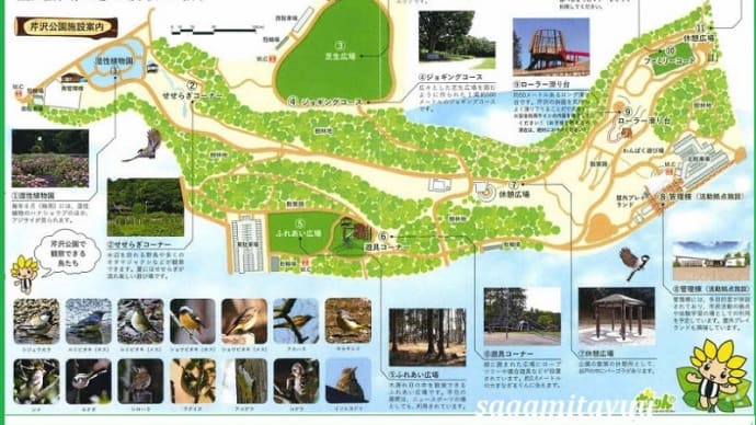 座間「芹沢公園」を彩る花々との一花一会!!