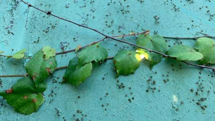オサンポ walk - 植物plant: アイビーと光 an ivy and a light