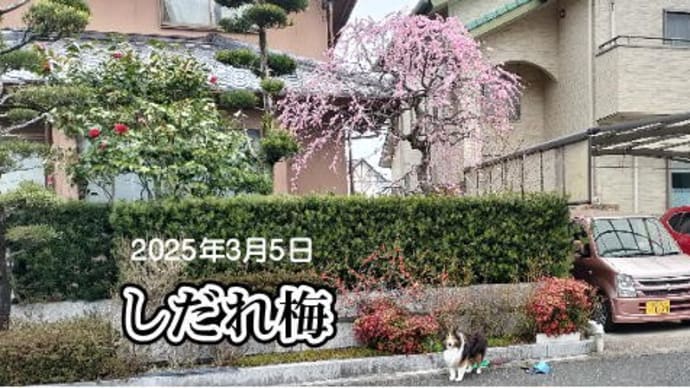 小次郎と冬の花-ウメ(梅)-