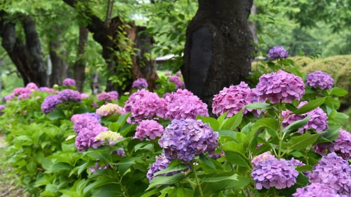 虹色の花々、神社のあじさい園にて。