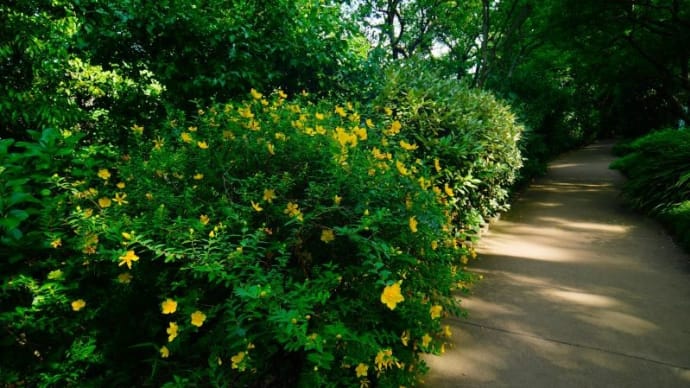 キンシバイ、ビヨウヤナギの花とロウバイの実（赤塚植物園 2023.5.27撮影）