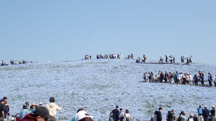 国営ひたち海浜公園2025♪ ネモフィラ編☆