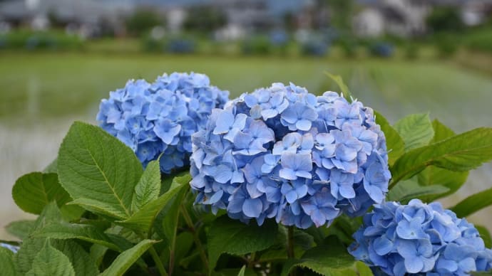 あじさい狩り 神奈川県足柄上郡開成町 開成町あじさいまつり(4)見晴台 有料¥100